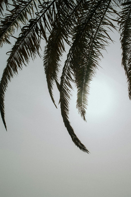 a plane flying in the sky with the sun in the background